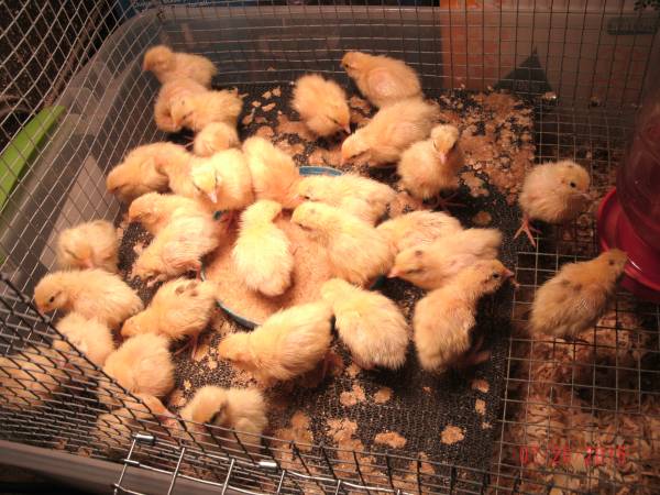 QUAIL EGGS FOR HATCHING EATING PICKLING ALSO HAVE CHICKS amp ADULTS (Omaha)