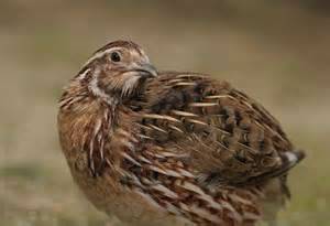 Quail (Medina Co.)