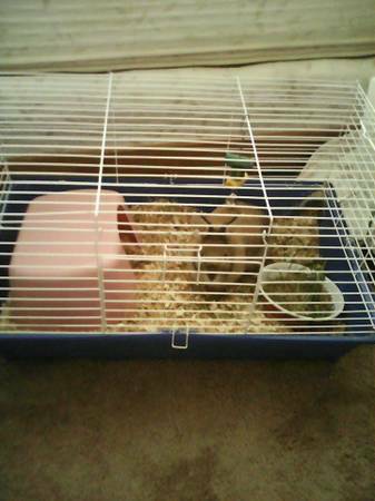 Rabbit Guinea pig cage for sale (East anchorage)