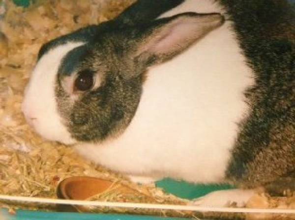 Rabbit Looking for Loving Home (Bangor Area)
