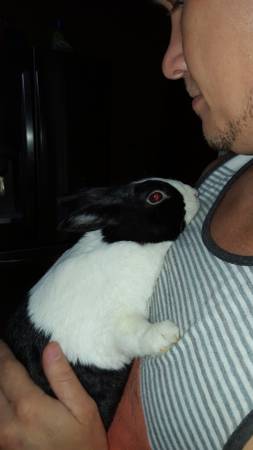 Rabbit needs loving home. (Columbus)