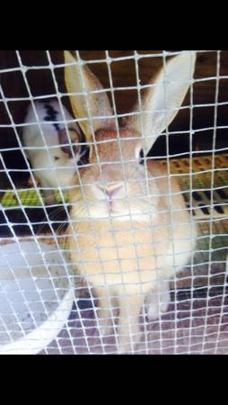 Rabbit not sure of breed buck (Dover Delaware)