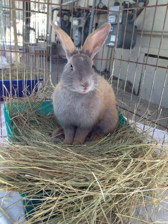 RabbitEARS small animal org seeks volunteers  (albany  el cerrito)