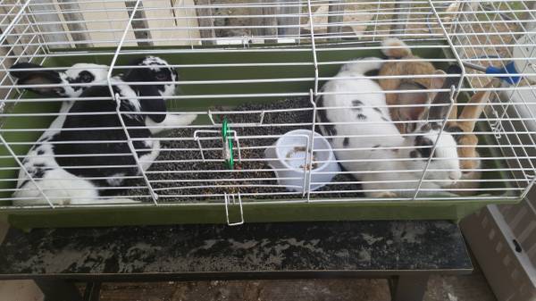 rabbits  and cage (Cumberland)