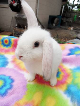 Rabbits Need Loving Homes (Longwood)