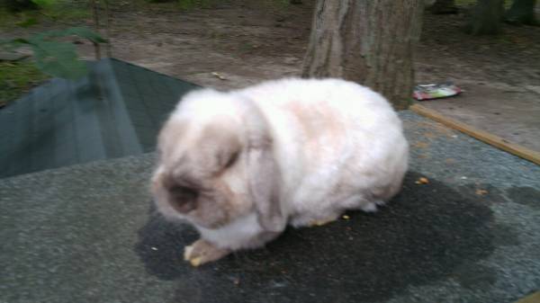 Rabbits to Rehome (Oxford, OH)