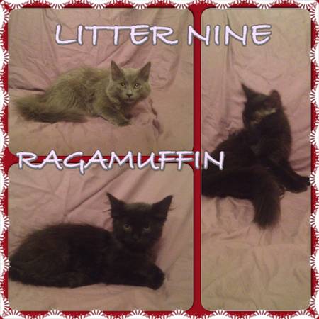 Ragamuffin kittens ready for adoption