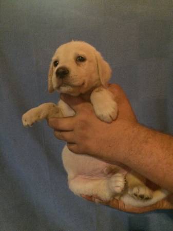 Ranch Raised Golden Retriever Puppies