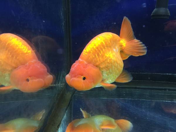 Ranchu Goldfish beautiful