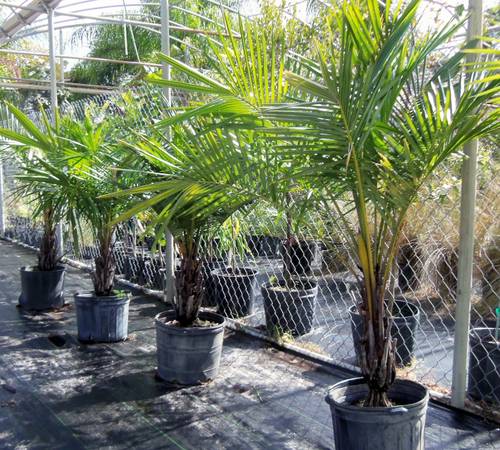 Rare Arikury Palm