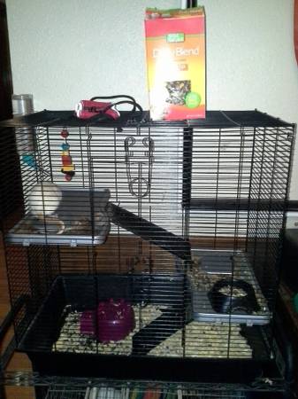 Rat, cage, and accessories (In Jones Near Britton amp Hiwassee)