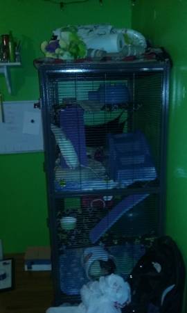 Rat Cage And Rats With Supplies