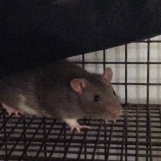 Rat (Providence)