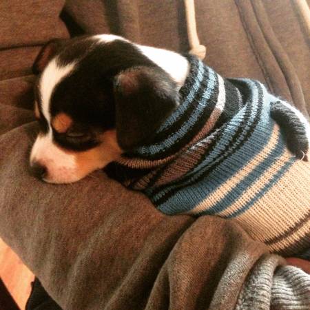 Rat Terrier Puppy (Dover)