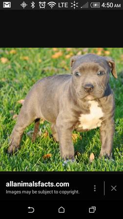 razor gator dark fawn grey blue easter pastel pit bull pupies...