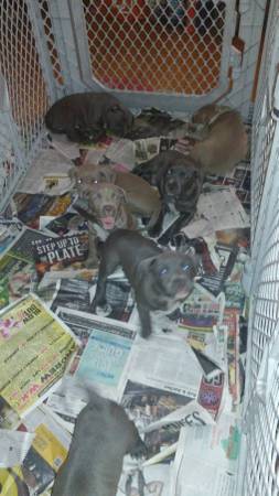 Razors Edge BullyJeep pups (warrendale)