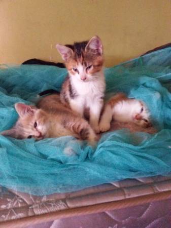 re homing 8wks old kittens 40 (oak forest)