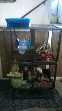 Re homing ferrets (caldwell)