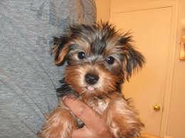 Ready To Re home Teacup Yorkie Puppies