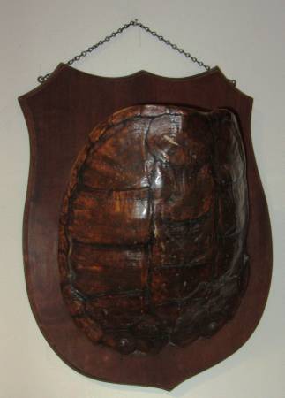 REAL TURTLE SHELL TAXIDERMY TROPHY MOUNT