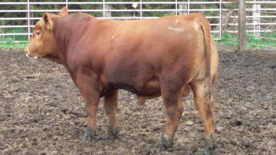 Red Angus bulls for sale