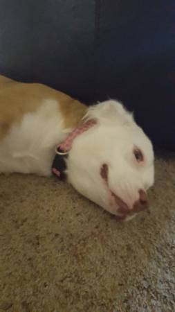 Red nose pit (Lawton)
