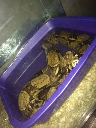 Red tail boa (Arnold)