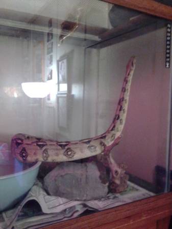 Red tail boa with tank and stand 300 (saucier)