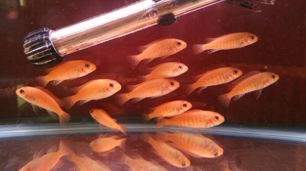 red zebra cichlids (seekonk)