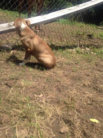 Rednose American Pitbull Pup (Oklahoma City)