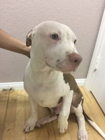 RedNose Pitbull Puppies ONLY 150 (North West Las Vegas)