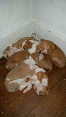rednose pitbulls for sale