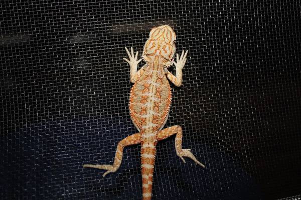 Redorange hypo tigers  Bearded Dragons (orlando)