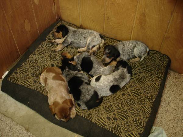 Redtick Bluetick pups (Wyoming)