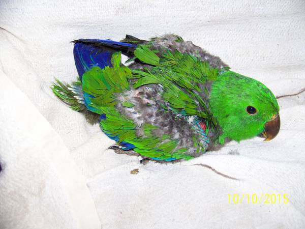 REDUCED New Pics Male Baby Red Sided Eclectus Parrot, Handfeeding (Semmes, AL)