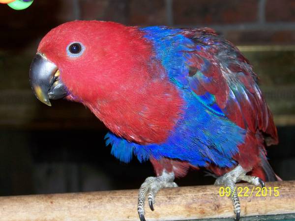 REDUCED Red Sided Eclectus Parrot, Handfed Baby Female, Weaned (Semmes, AL)