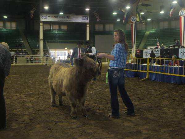 Reg Dun Scottish Highland Heifer