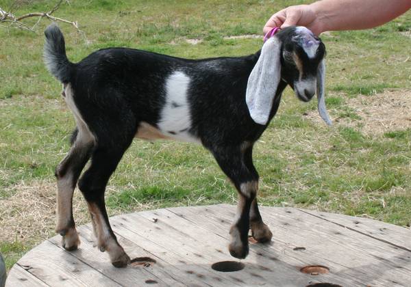 Registered Nubian Goats