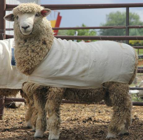 Registered Romney Ram Lamb