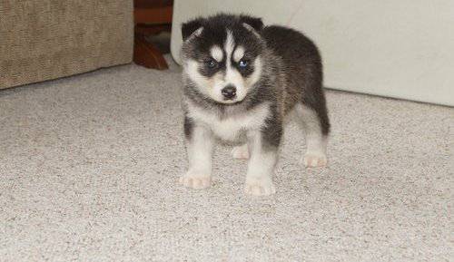 Registered Siberian Husky Pups................ (wyoming)