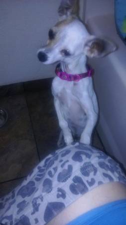 Rehome 8mth fem chiwa (New Orleans)