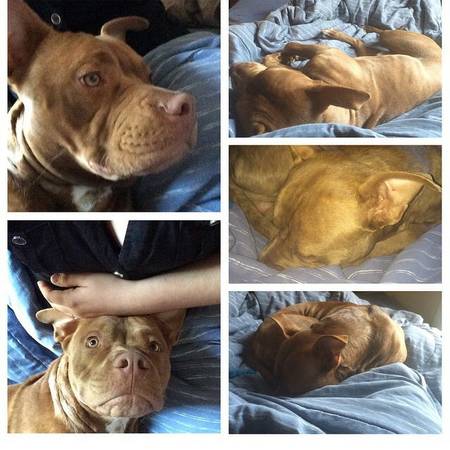 Rehome a friendly pitbull (HASTINGS)