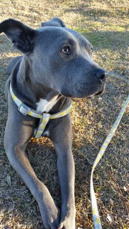 rehome female blue pit bull (Covington)