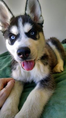 Rehome Husky Puppy (United States)
