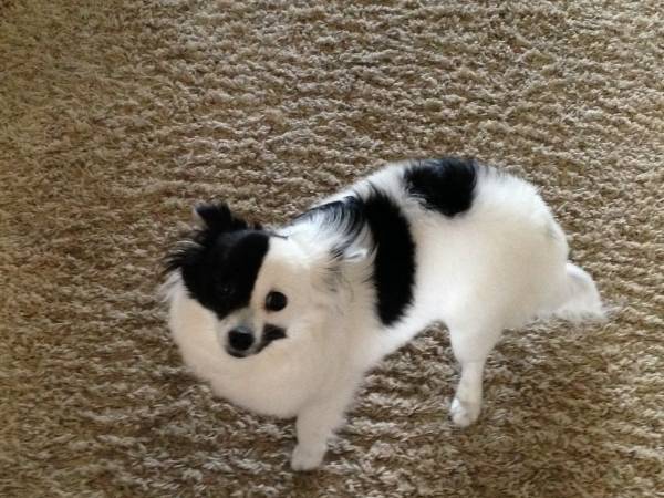 rehomeing black amp white pom (United States)