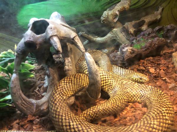 Rehomeing Brooks Florida king snake (East Windsor)