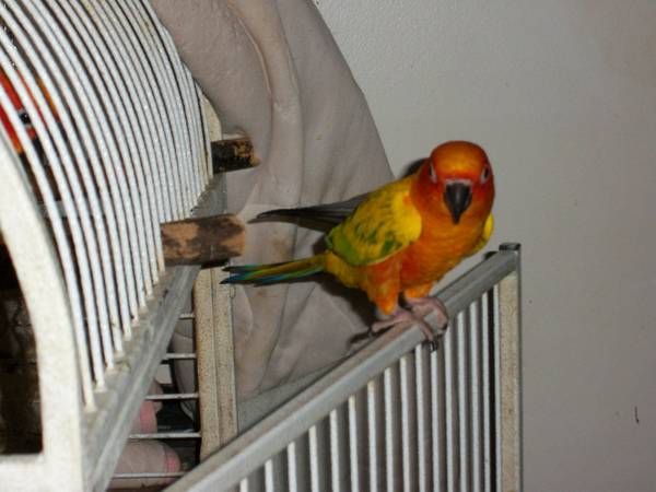 Rehoming 1 young sun conure (Palm Beach County)