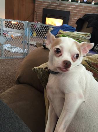 Rehoming 2 chihuahuas (Port orchard)