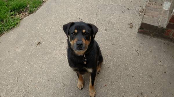 rehoming 2 dogs (mechanicsville)