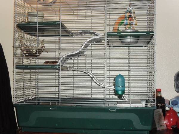 Rehoming 2 Healthy Pet Rats With 4 Level Cage and Food Dishes (denver colorado)